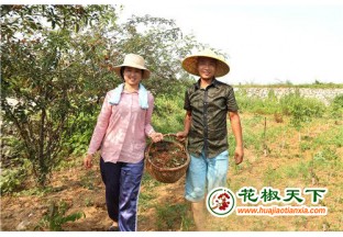 河南安阳：花椒采摘忙 喜悦写脸上 ()