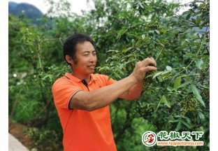 永兴青花椒长势喜人 ()