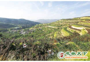 满山遍野的花椒树 ()