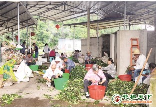 甘宁县高桥村：小花椒打通致富路 ()