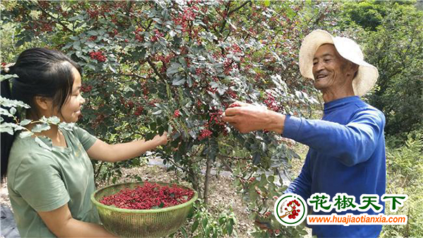 图片1