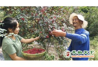 小花椒成脱贫致富“金果果” ()