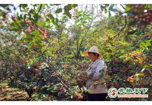 河北武安：花椒基地采摘忙 ()