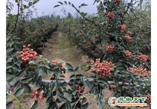 开封祥符区范村乡：小花椒成致富宝 ()