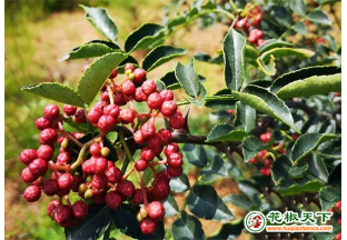 灵台蒲窝镇：小花椒铺就贫困群众致富路 ()