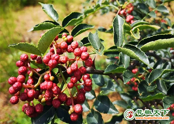 图片6