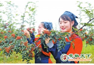 洛阳市宜阳县第一届花椒采摘节开幕 ()