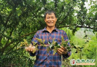 关岭自治县：石头山里种出花椒树 ()