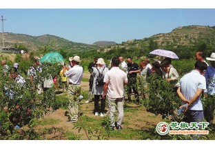 白水县：小花椒敲开致富门 ()