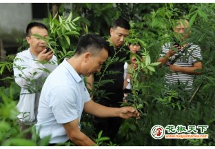 金盆镇：花椒飘香，助力脱贫 ()
