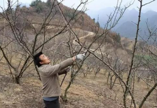 湖北郧西：开展花椒技术培训 万亩花椒得到管护 ()