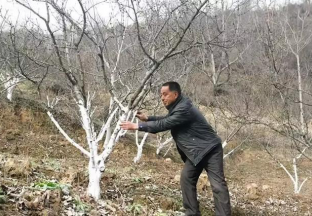 贵州纳雍：花椒管护正当时 奠定丰收好基础 ()