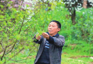 重庆五通：引进花椒新品种，提升经济效益 ()