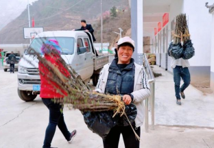 甘肃宋家山喜迎万株花椒苗 ()