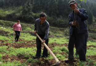贵州乌江：因地制宜，发展花椒种植 ()