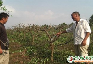 湖北回族乡：传授花椒树管护技术  授人以渔 ()