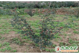 陕西凤县：无刺花椒受青睐 ()