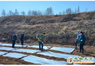 甘谷：抢墒覆膜  花椒补植春耕忙 ()