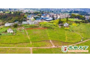 四川永安：大力发展花椒产业  助力乡村振兴 ()