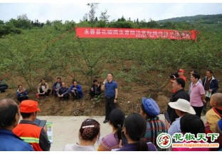 云南省林检局深入永善  调研花椒黄花病 ()