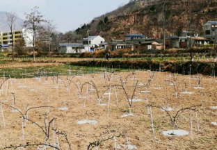 甘肃礼县：发展花椒产业 助力脱贫攻坚 ()