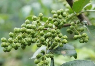 广安青花椒 致富大产业 ()