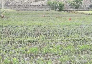 陇南文县：引进青花椒 取得良好效果 ()