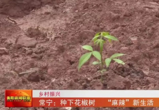 湖南常宁：花椒产业改变“红色沙漠” ()
