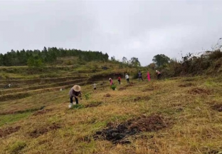 遵义三合：调整花椒产业结构 助力群众增收 ()