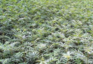 贵州白闹：栽下花椒苗 带来发展新希望 ()