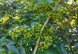 昆明乌东德：发展青花椒产业 促进群众增收 ()