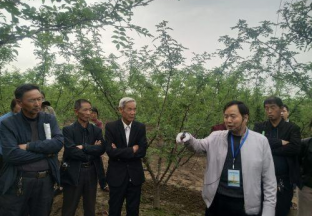 河南豫灵：专家讲解花椒栽培技术 提升椒农管护技能 ()
