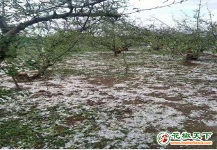 冰雹突袭天水，花椒受灾严重 ()