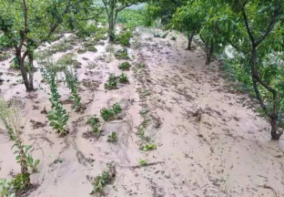 甘肃文县遭遇冰雹天气 部分乡镇花椒受灾严重 ()