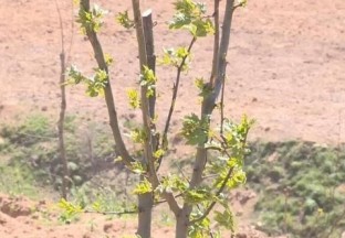 威海张家山：小小花椒苗  承载致富大希望 ()