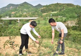 贵州报京：大力发展花椒种植  推进乡村振兴 ()