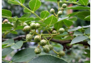 山下花椒山上茶叶  共同走出产业致富路 ()