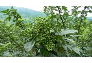 潍坊栗沟：创新花椒种植模式  扩宽销售渠道 ()