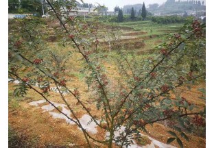 贵州官寨：花椒预计二十天后上市 ()