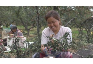 运城北坡：花椒产业成为致富增收的亮丽名片 ()