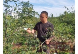 河南宝丰：4000亩花椒进入盛果期 ()