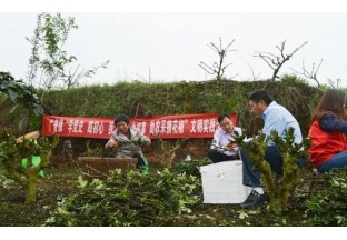 重庆广谱：志愿者温暖助力  助农采摘花椒 ()