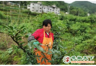 遵义新拱：花椒飘香兆丰年 ()