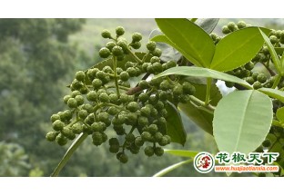 重庆荣昌无刺花椒喜迎丰收 ()