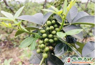 重庆云阳：小花椒调出幸福味 ()
