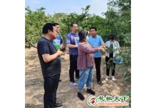 山西芮城：科技下乡普知识  奠定花椒发展好基础 ()