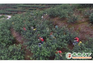 南充高坪：从零星到连点成面 花椒联结乡村振兴 ()