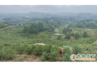 高坪：省研究院院长为百余花椒从业者进行培训 ()