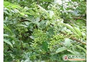 平昌德胜：文旅助力花椒产业  带动一方经济 ()