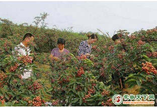 贵州高洛：3000亩花椒树长势喜人 ()